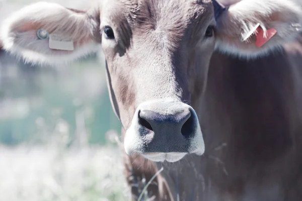 Retrato de vaca — Foto de Stock