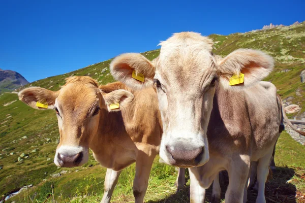 Kor på berg äng — Stockfoto