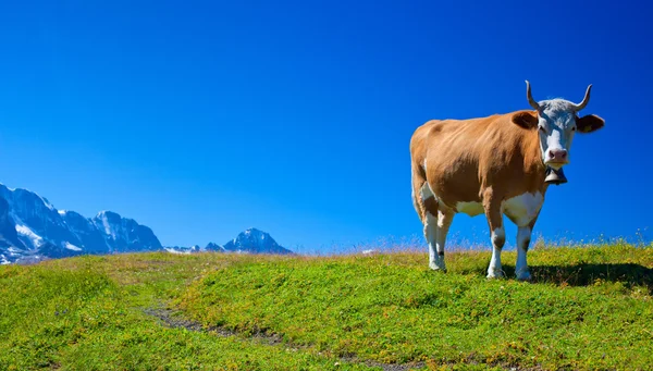 Kráva na louce牧草地で牛します。 — ストック写真