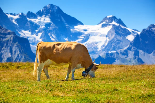 Mucca sul prato — Foto Stock