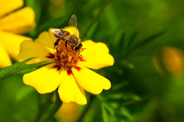 Blomma med bee — Stockfoto