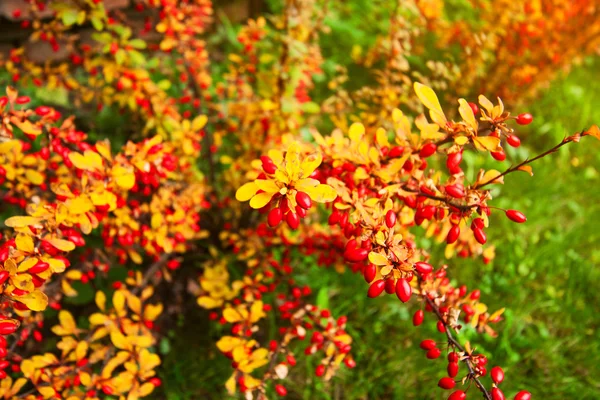 Bush with berries — Stock Photo, Image