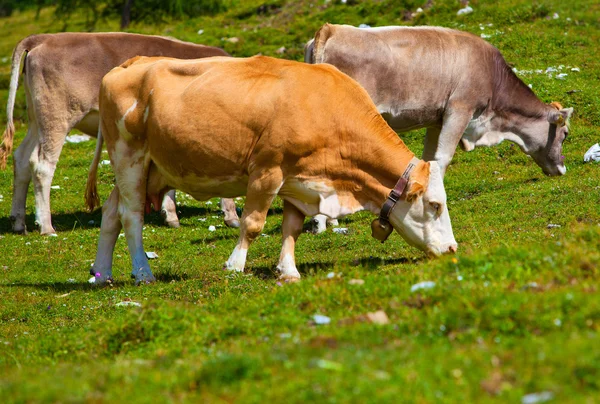 Vacas en pastos —  Fotos de Stock