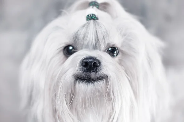 Shih tzu hund leende — Stockfoto