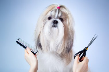 Shih tzu dog grooming clipart