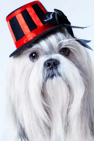 Shih tzu หมาในหมวก — ภาพถ่ายสต็อก