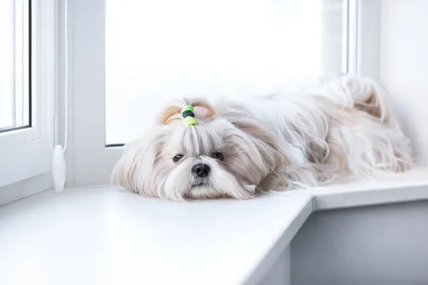 Shih tzu honden — Stockfoto