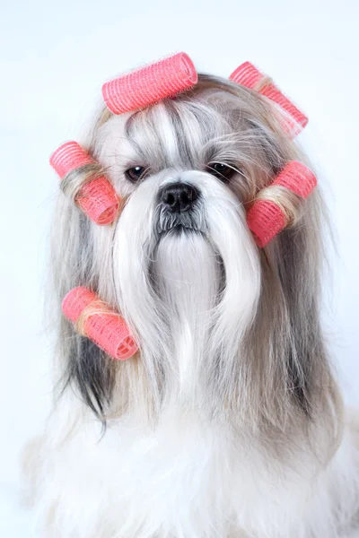 Shih tzu hund — Stockfoto