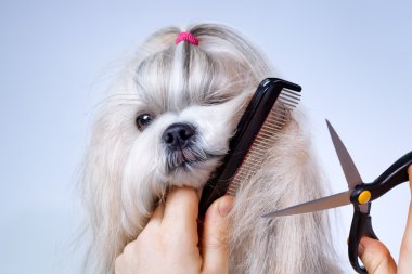 Shih tzu dog grooming clipart