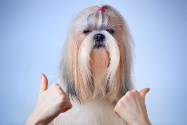 Shih tzu köpek handsign