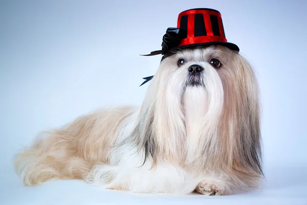 Shih tzu σκύλος στο καπέλο — Φωτογραφία Αρχείου