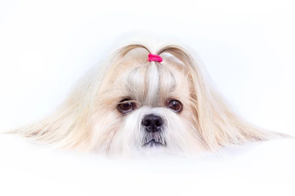 Shih Tzu cão — Fotografia de Stock