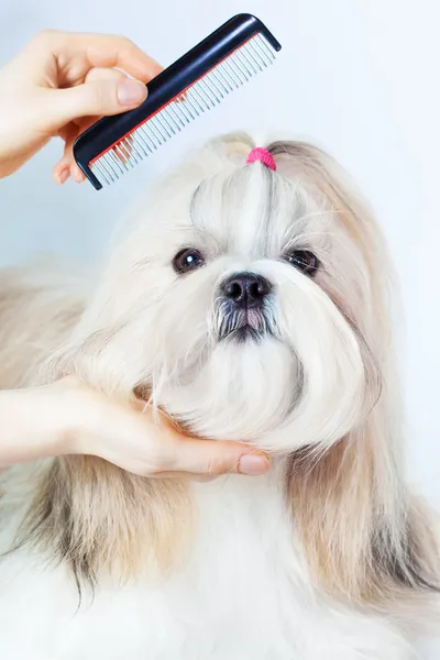 Shih Tzu preparação do cão — Fotografia de Stock