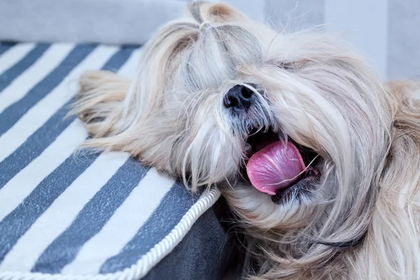 Shih Tzu cão — Fotografia de Stock