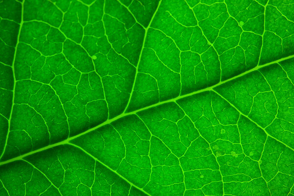 Green leaf