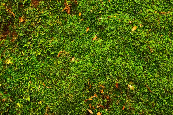 Moss on stones — Stock Photo, Image