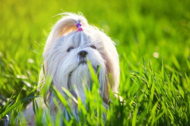 Shih tzu köpek