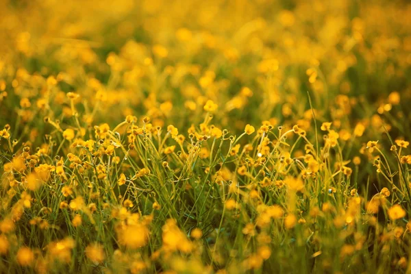 Flowers on summer field — Stock Photo, Image