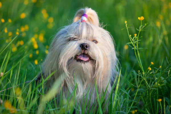 Shih tzu Hund — Stockfoto