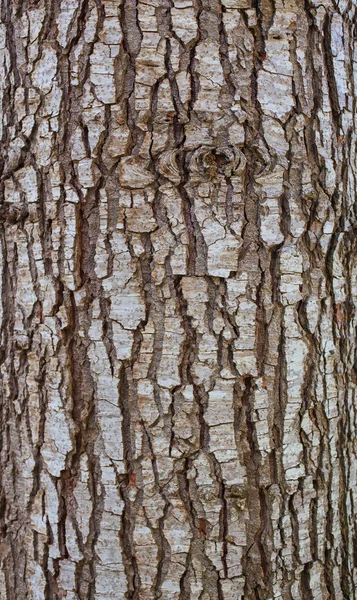 Corteza de madera — Foto de Stock