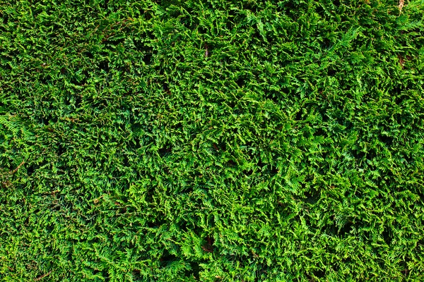 Mur végétal vert — Photo