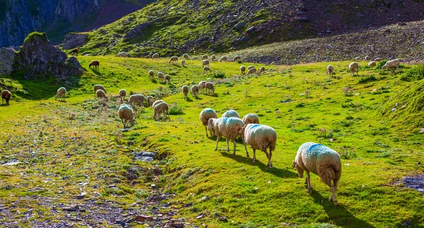 Owce na pastwisku — Zdjęcie stockowe