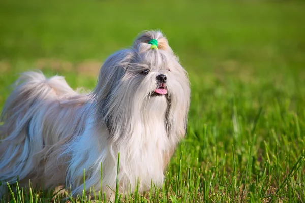 Shih tzu hund — Stockfoto