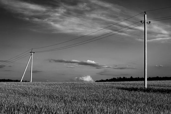 Wheat field — Stock Photo, Image