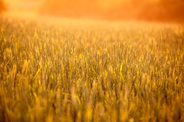 Campo de trigo — Fotografia de Stock