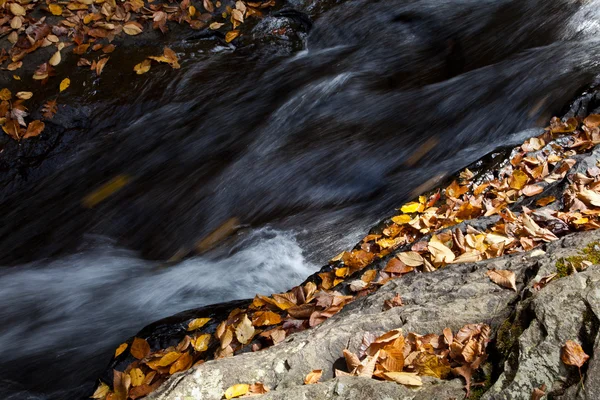 Jesień las skały potoku w lesie liści drzew żółty — Zdjęcie stockowe
