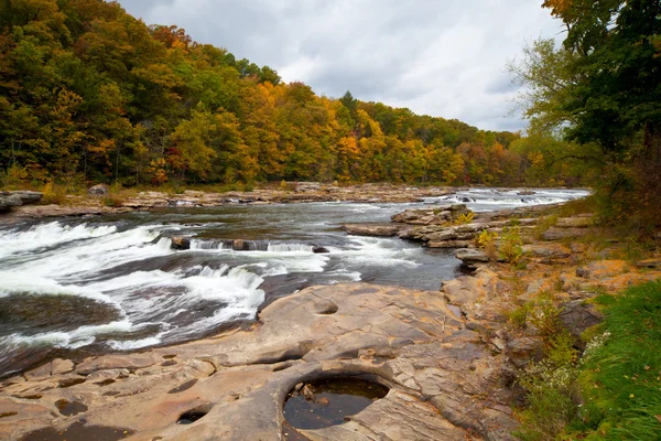 Herfst bos rotsen rivier in het geel bomen loof bos — Stockfoto