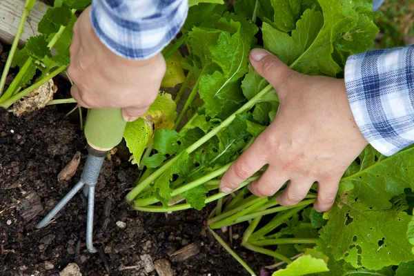 Weeding vegetable crops by hand with rake — Stock Photo, Image