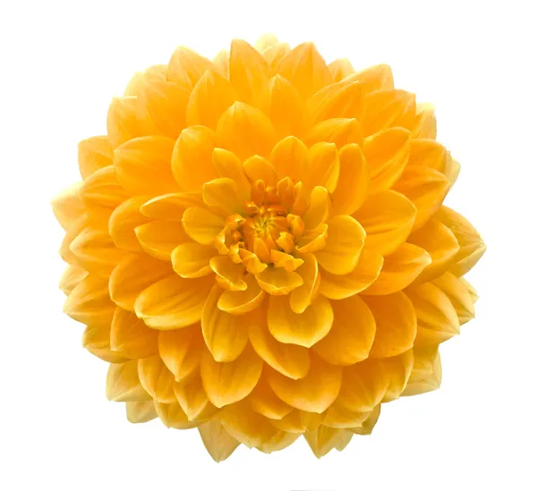 Beautiful dahlia flower isolated on white background. — Stock Photo, Image