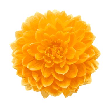 çiçek closeup izleme