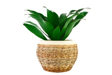 Oda dracaena pot çiçek resim