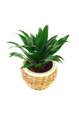 Oda dracaena pot çiçek resim
