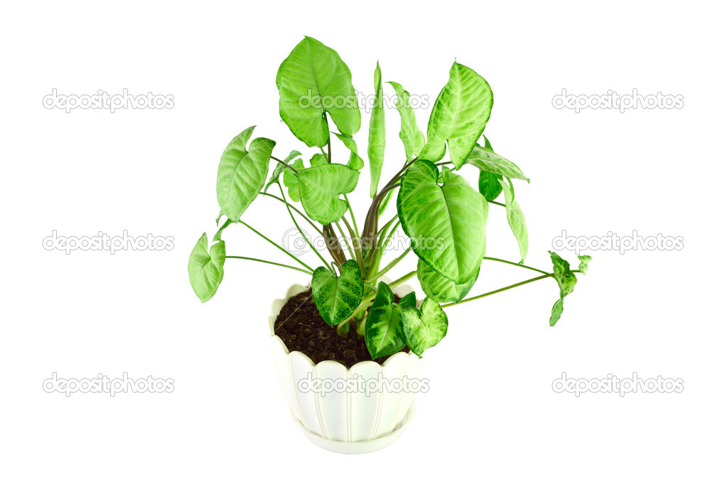 The image of a flower in a pot of room syngonium