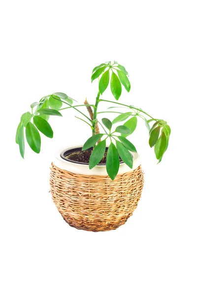 De afbeelding van een bloem in een pot van kamer schefflera — Stockfoto