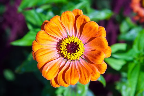 Mago hermosa flor brote naranja Zinnia gotsveta — Foto de Stock