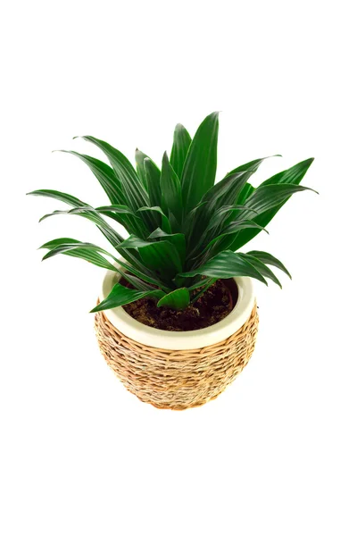 De afbeelding van een bloem in een pot van kamer dracaena — Stockfoto