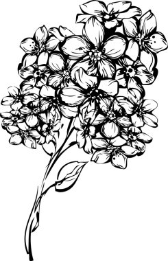 küçük flowerets ile bir bahar dalı kroki