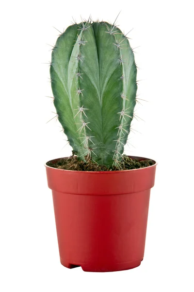 Imagen de un pequeño cactus en una olla — Foto de Stock