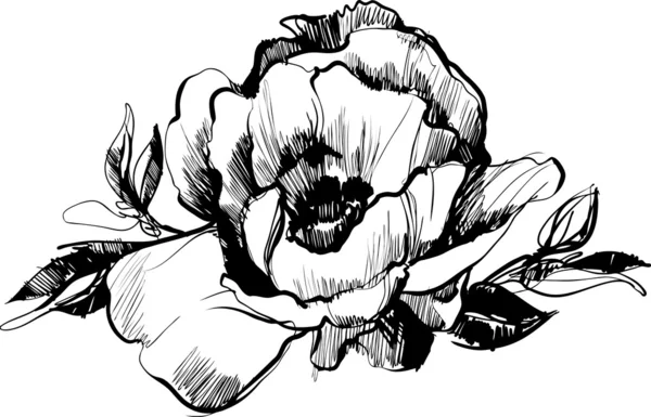 Bosquejo de capullo de flor de peonía — Vector de stock