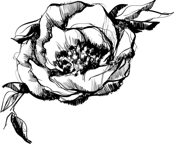 Un croquis de bourgeon de fleur de pivoine — Image vectorielle