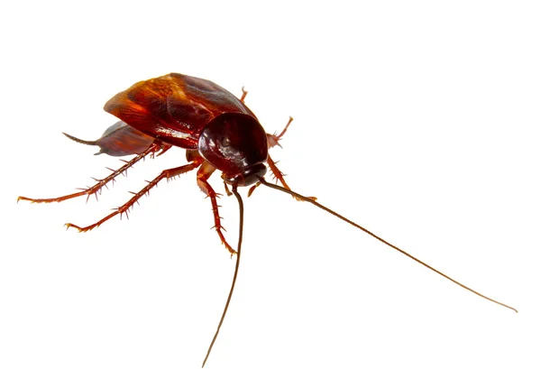 Imagen de una cucaracha plaga de insectos arrastrándose — Foto de Stock