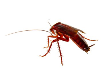 bir hamam böceği gezinme böcek haşere görüntüsü