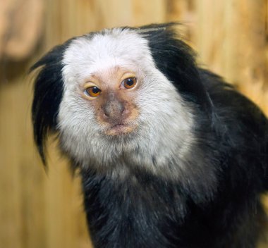 küçük memeli marmoset geoffroy resmi