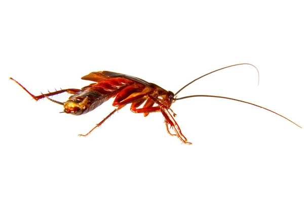 Imagen de una cucaracha plaga de insectos arrastrándose — Foto de Stock