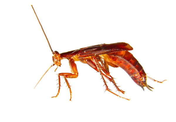 Imagen de una cucaracha plaga de insectos arrastrándose — Foto de Stock
