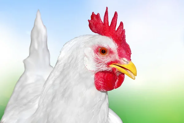 Imagen de un pollo blanco — Foto de Stock